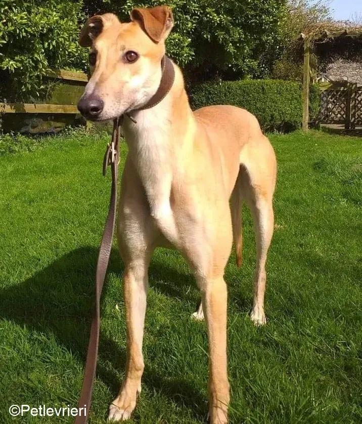 Fancy adozione levrieri greyhound 4
