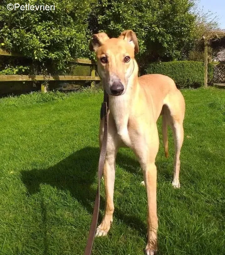 Fancy adozione levrieri greyhound 5