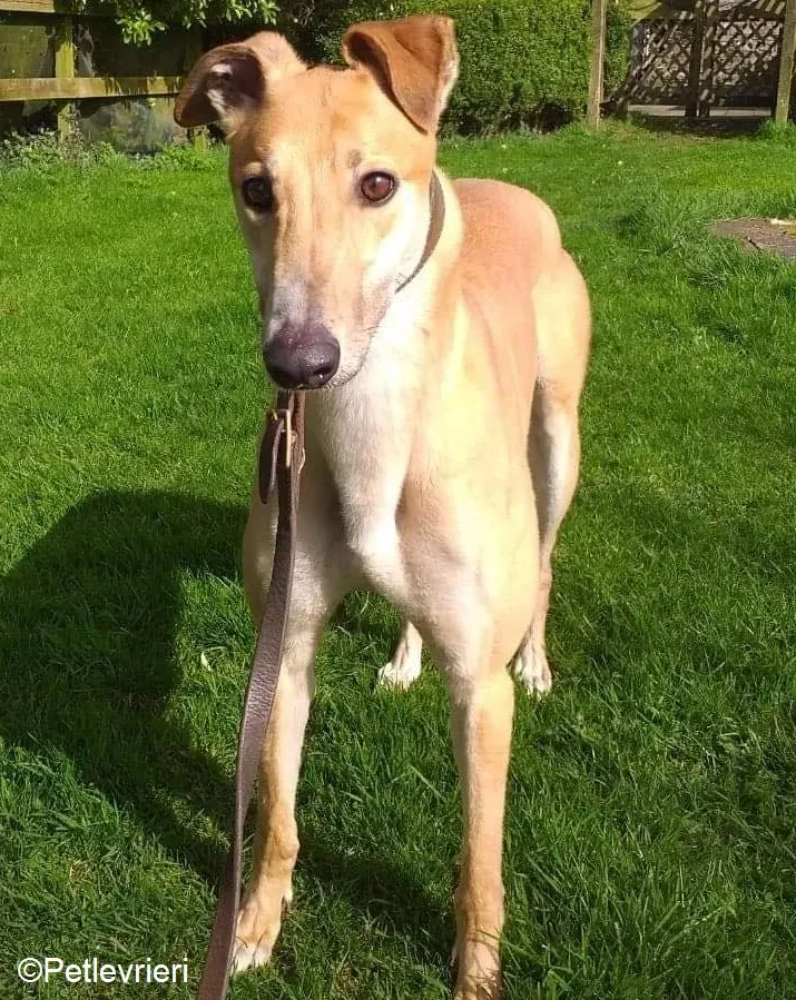 Fancy adozione levrieri greyhound 6
