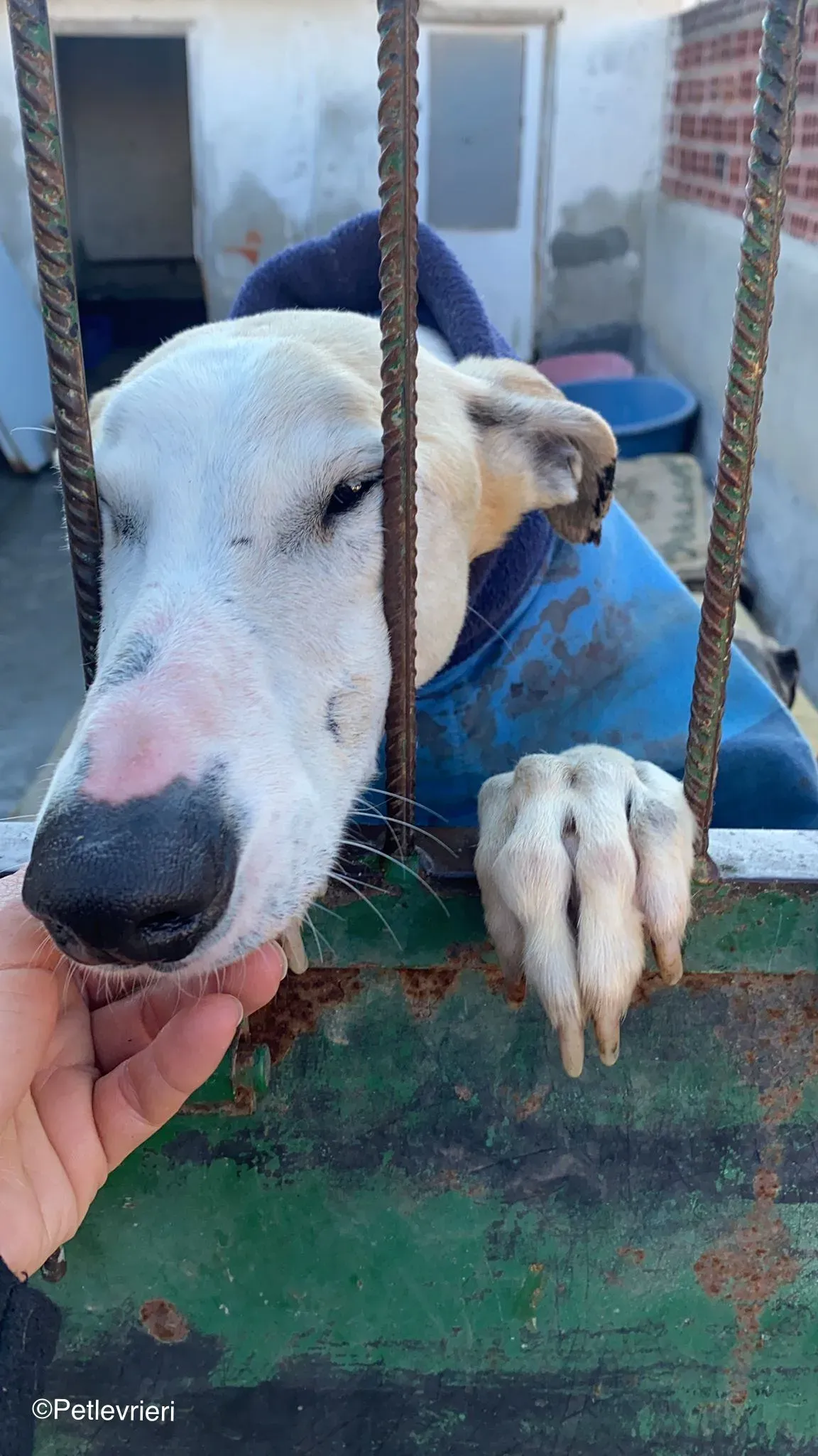 Fandi adozione levrieri galgo 01 1