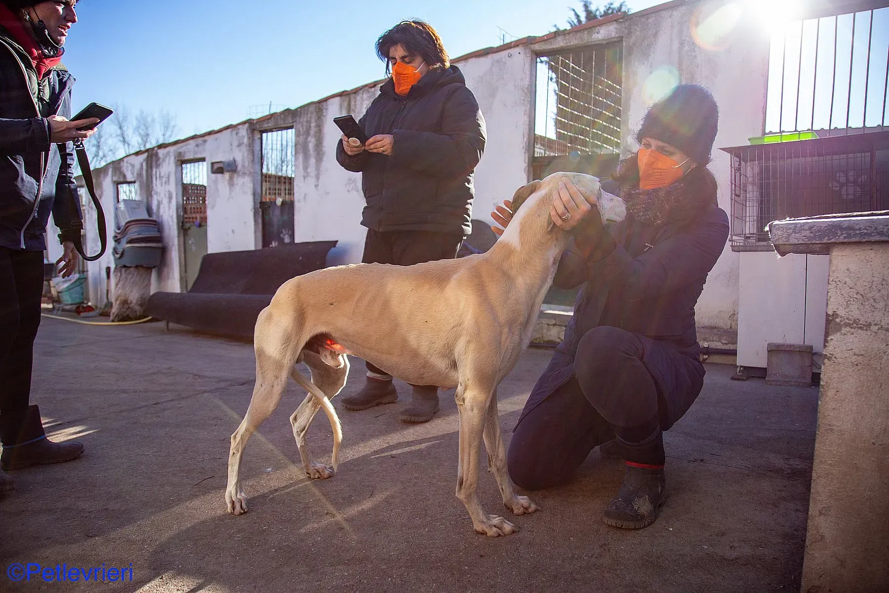 Fandi adozione levrieri galgo 010