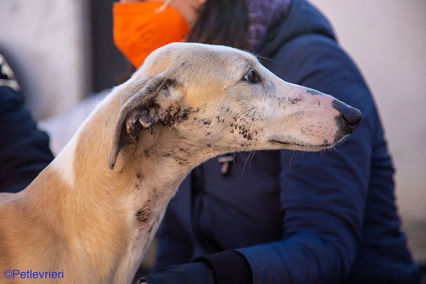 Fandi adozione levrieri galgo 011