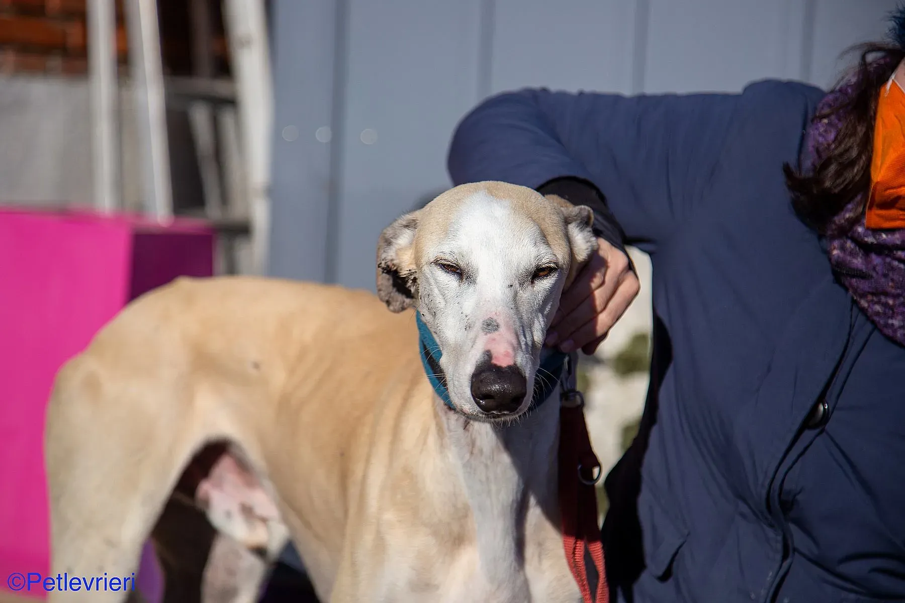 Fandi adozione levrieri galgo 013