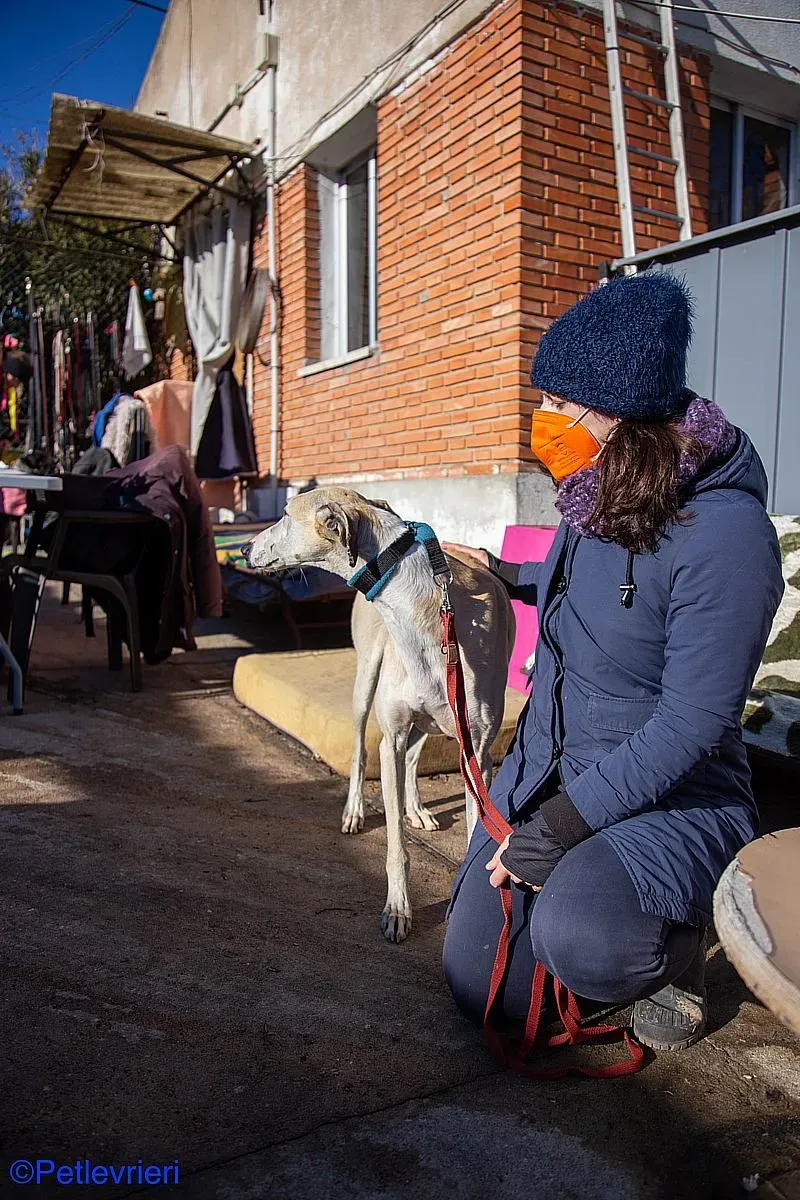 Fandi adozione levrieri galgo 014