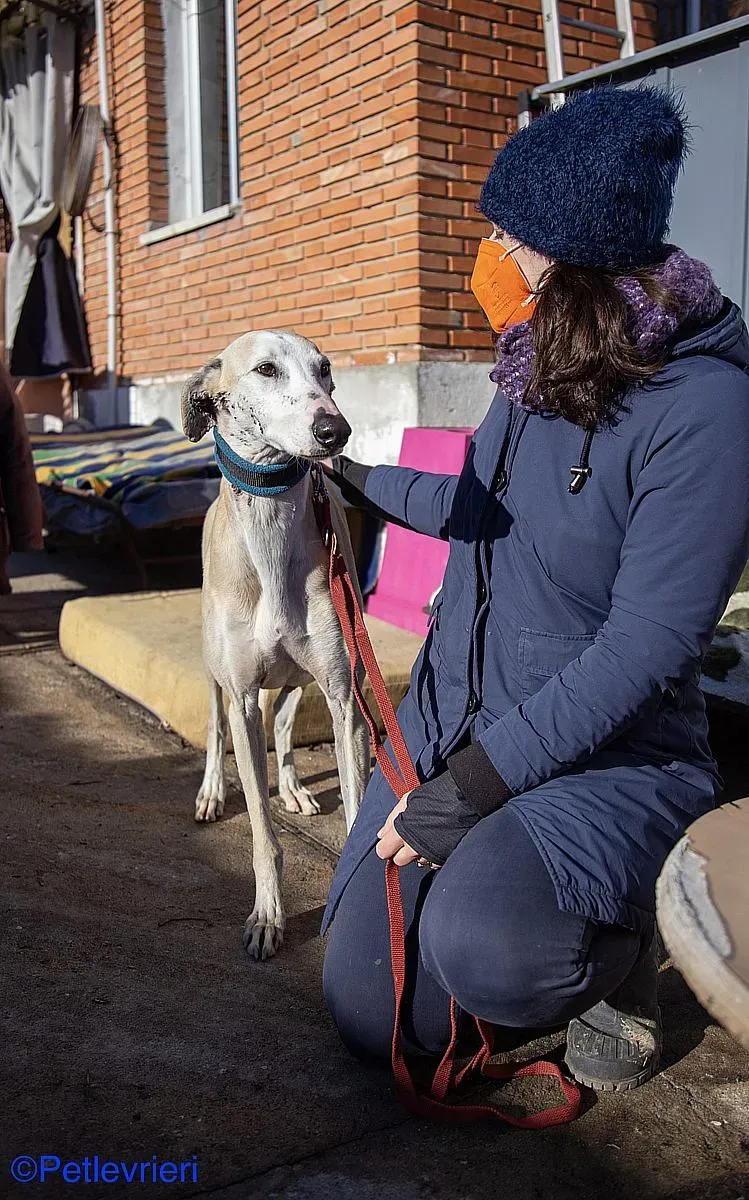 Fandi adozione levrieri galgo 015