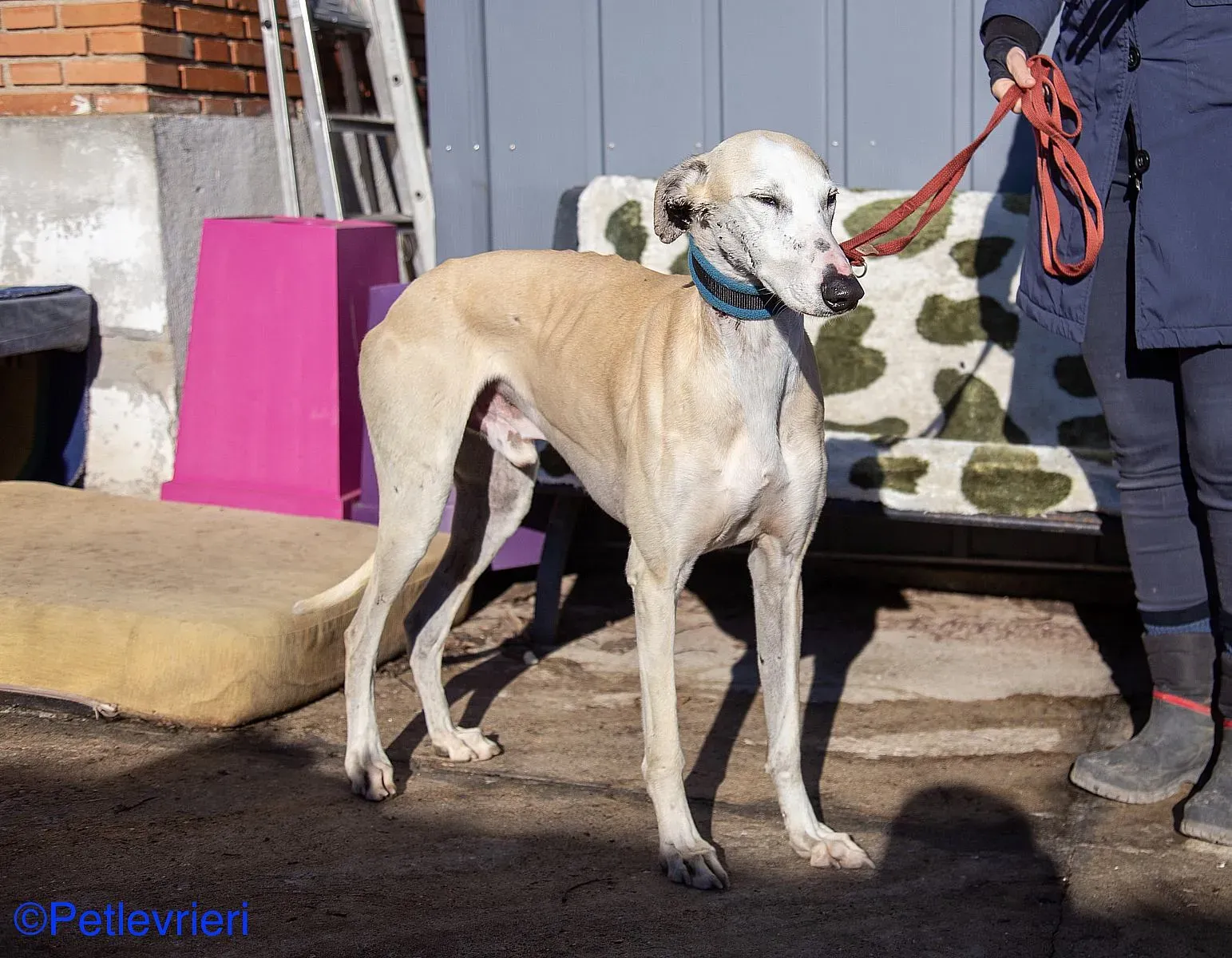 Fandi adozione levrieri galgo 016