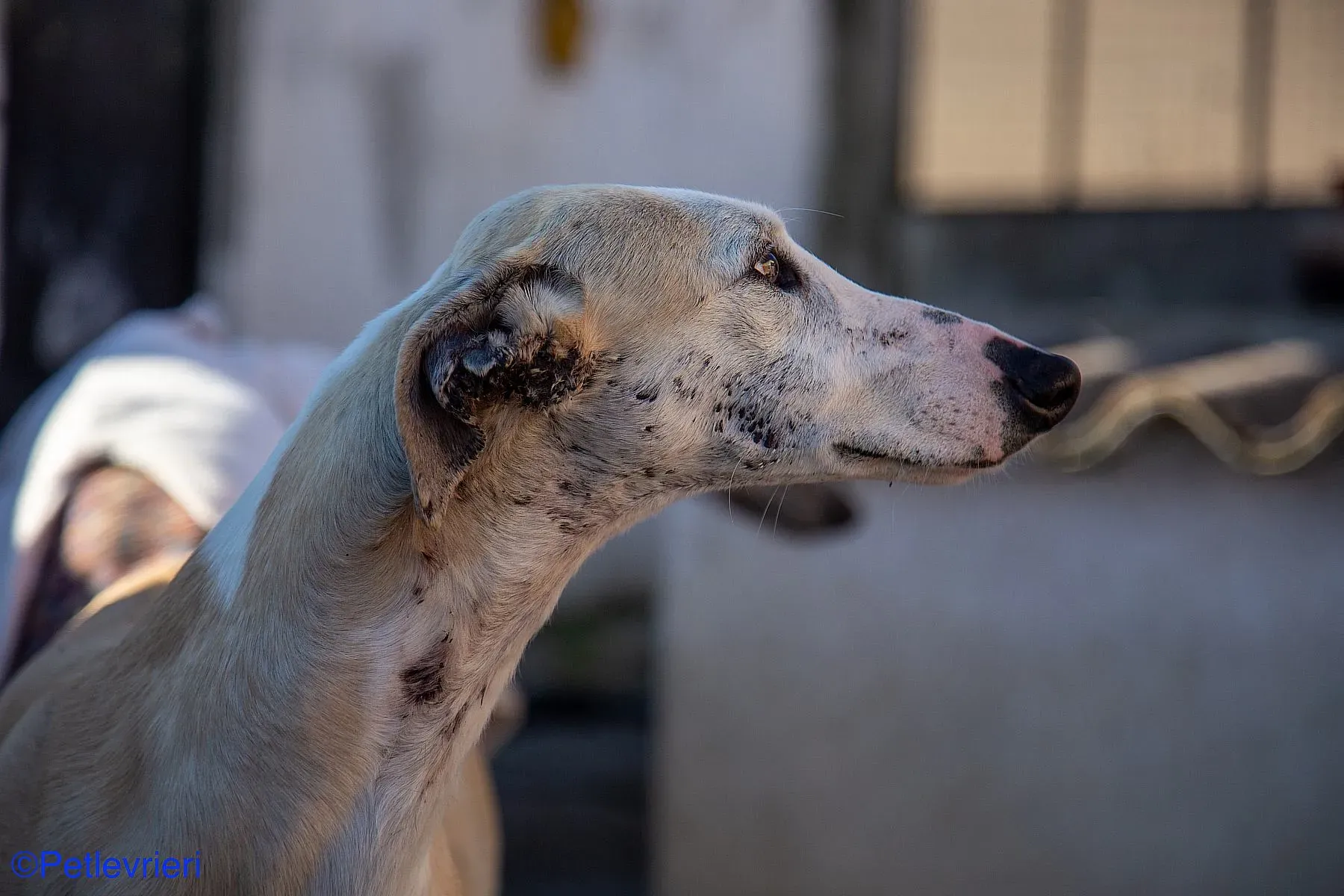 Fandi adozione levrieri galgo 017