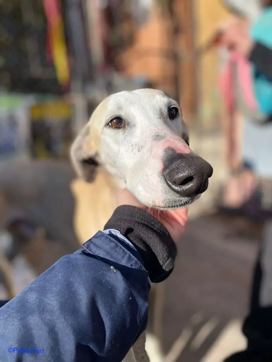 Fandi adozione levrieri galgo 01 1 1