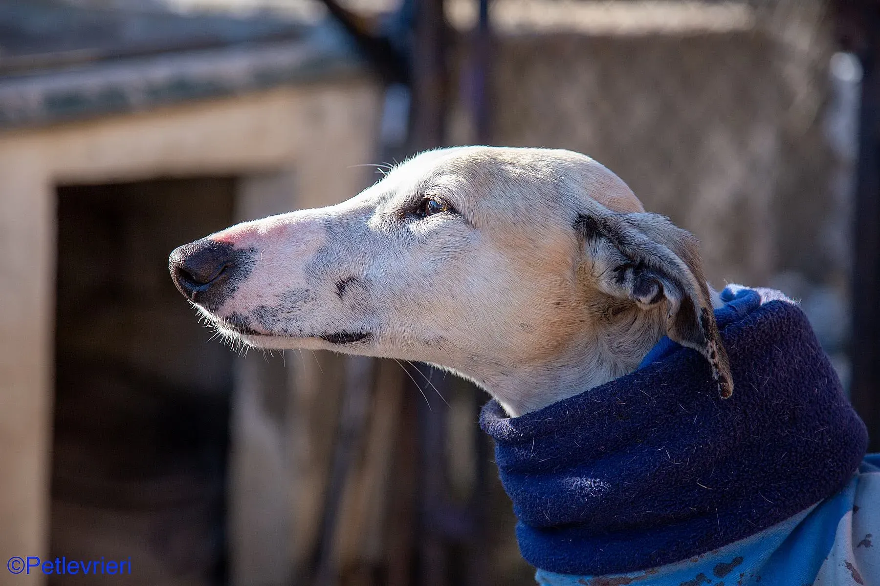 Fandi adozione levrieri galgo 01 2