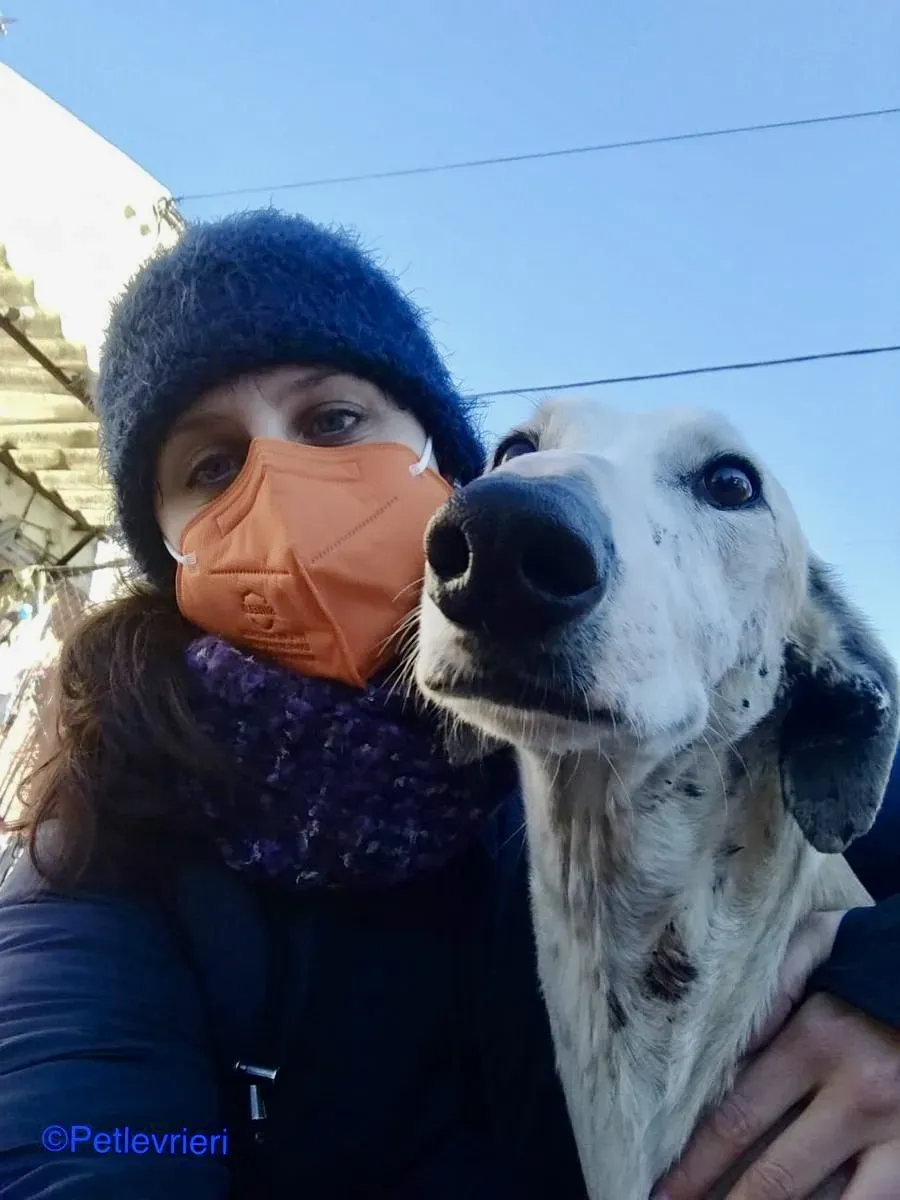 Fandi adozione levrieri galgo 02 2 1