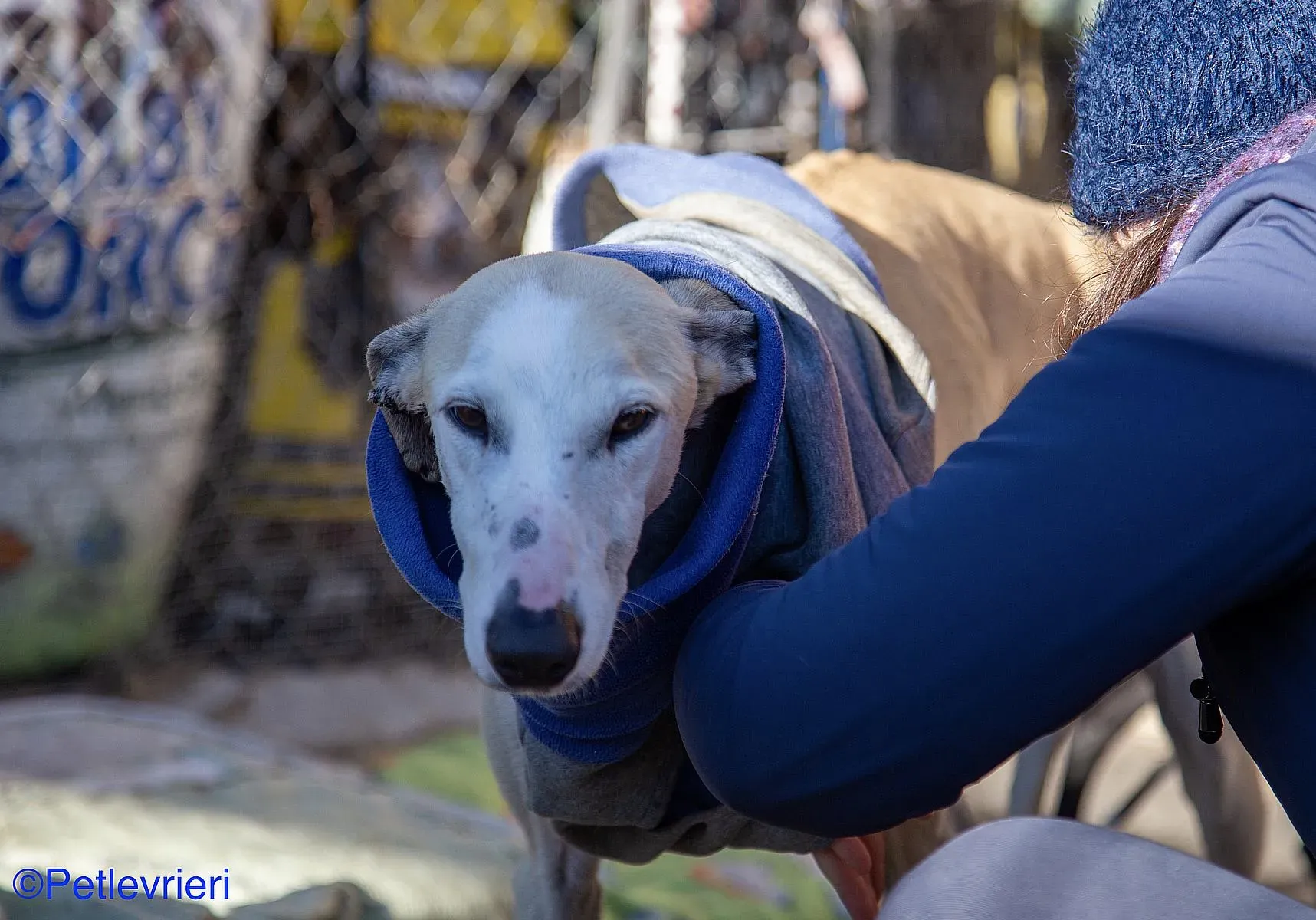 Fandi adozione levrieri galgo 02