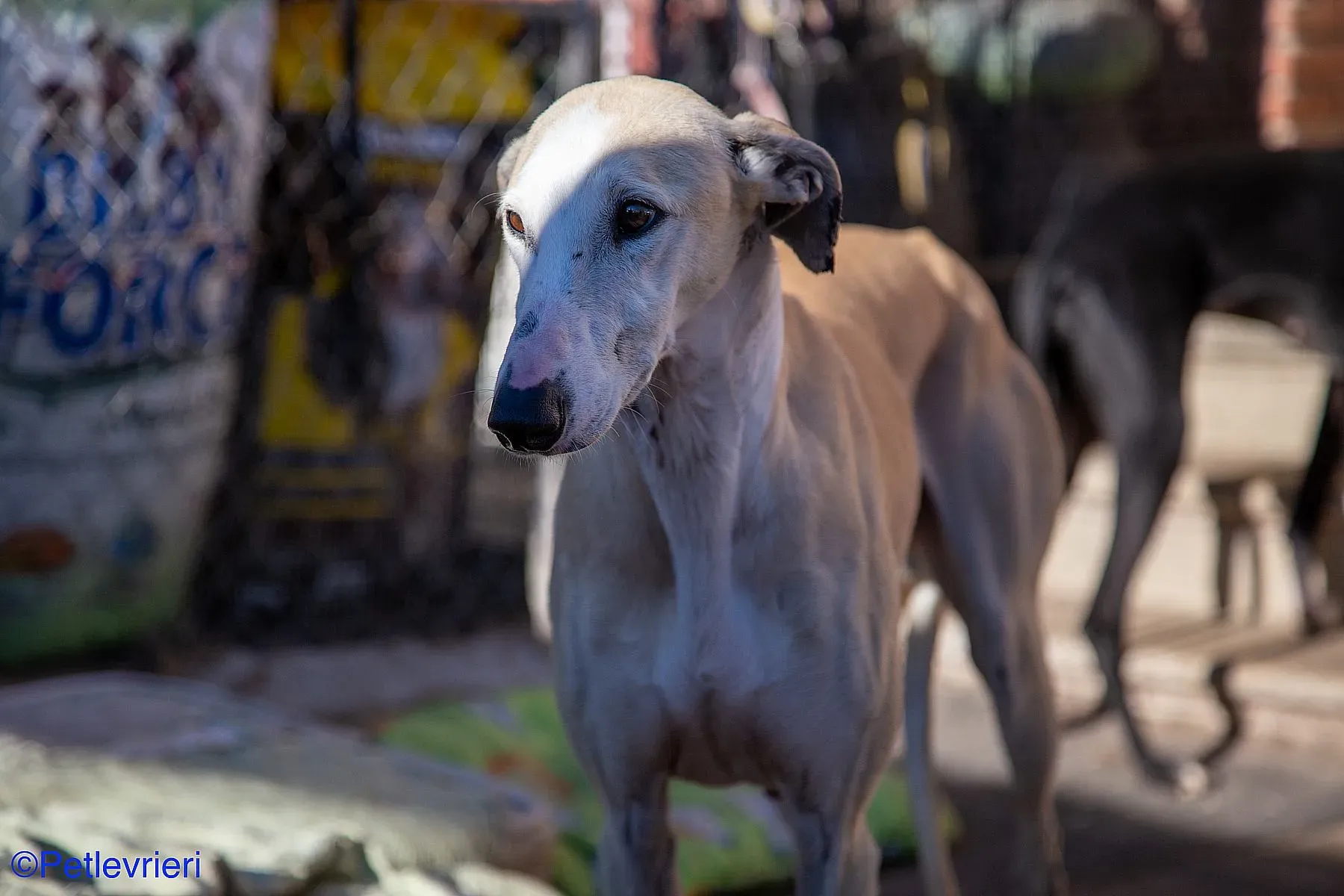 Fandi adozione levrieri galgo 03