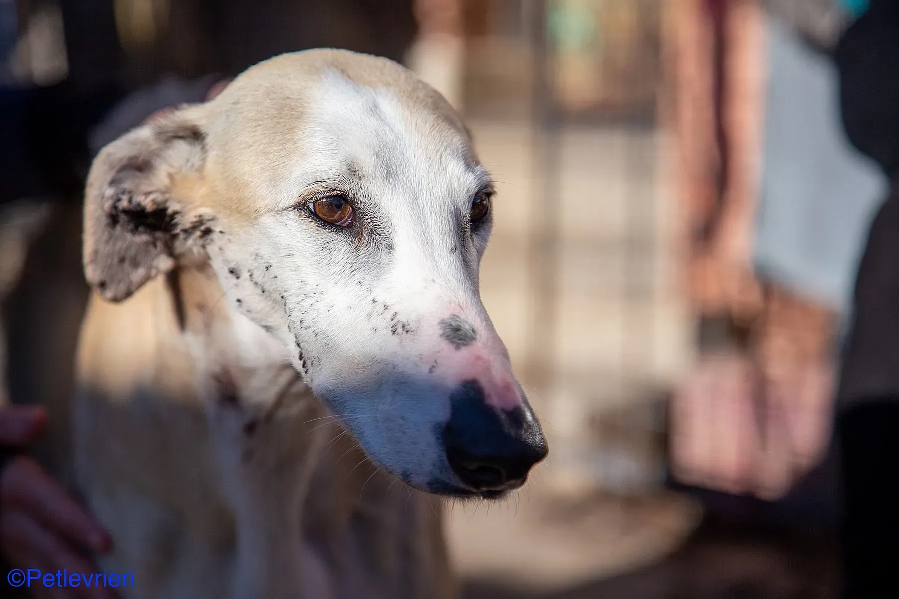 Fandi adozione levrieri galgo 04