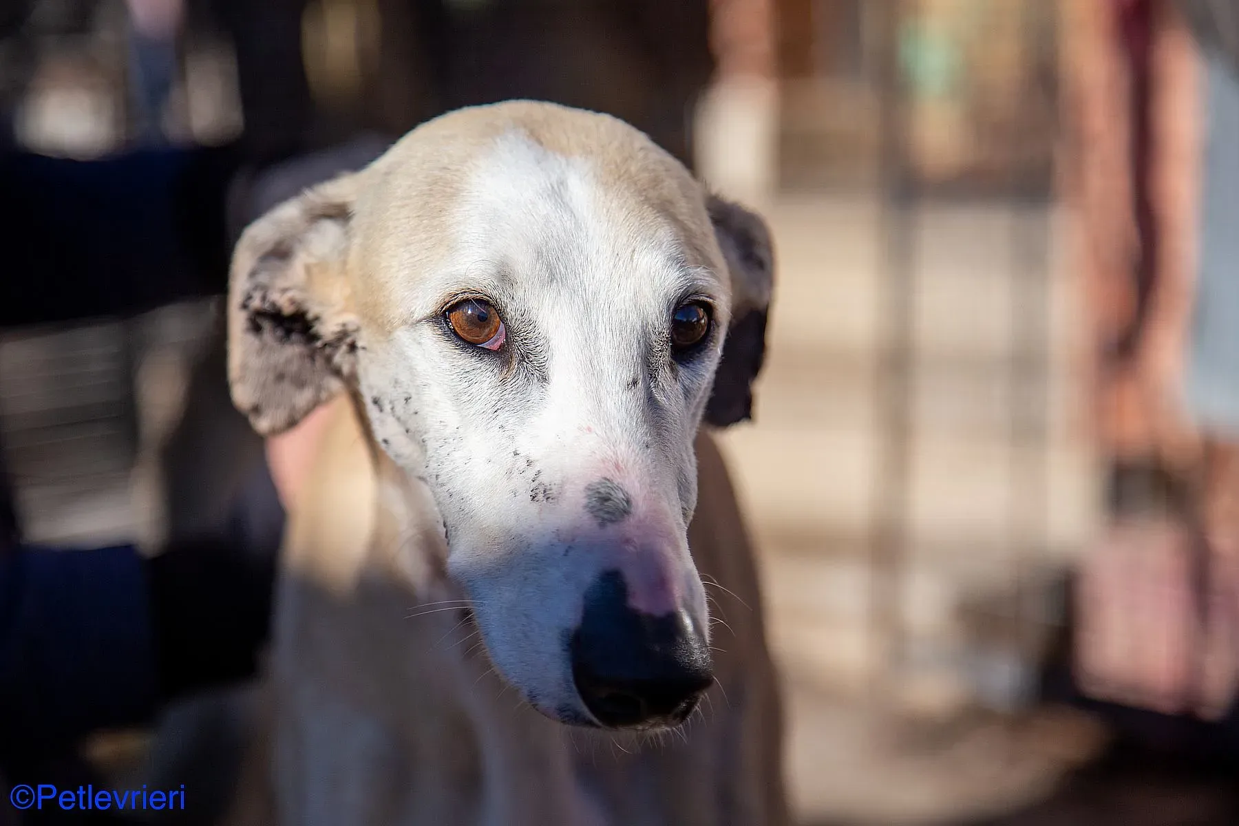 Fandi adozione levrieri galgo 05