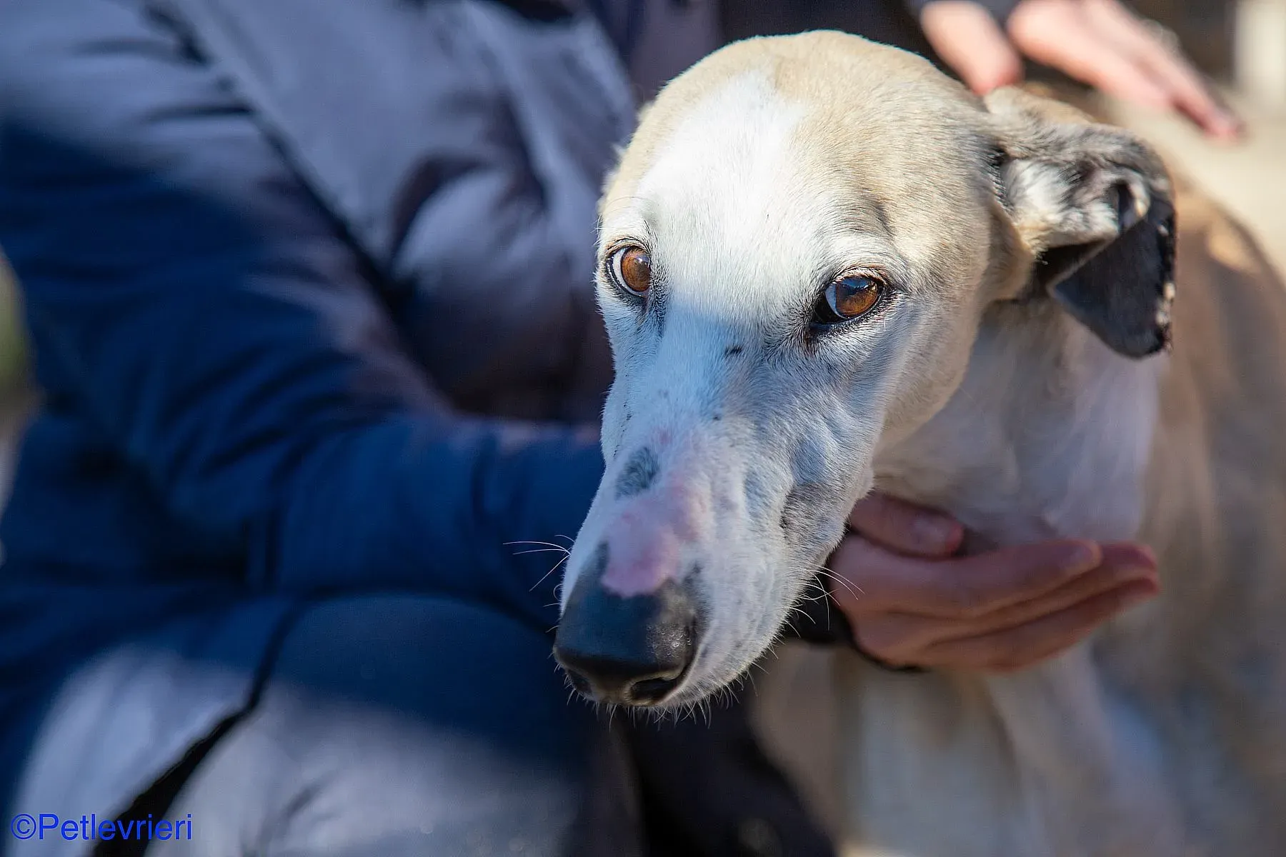 Fandi adozione levrieri galgo 06