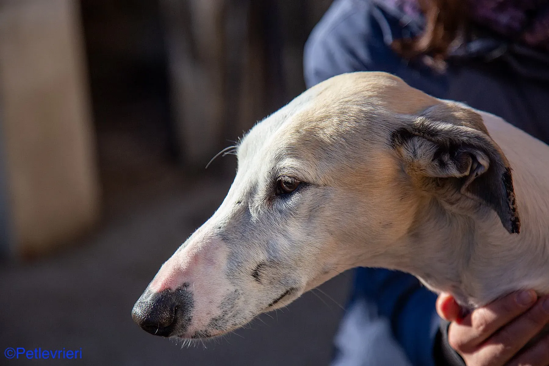 Fandi adozione levrieri galgo 08