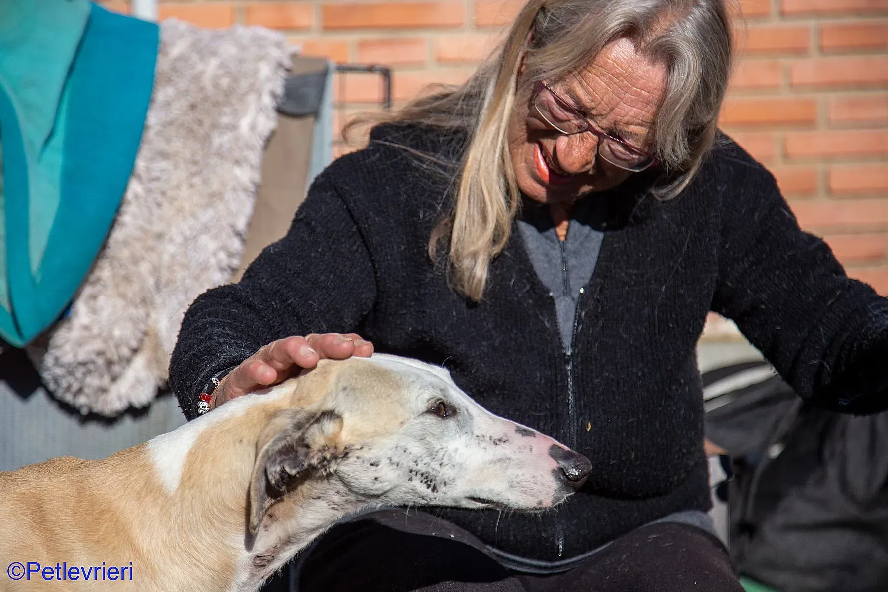 Fandi adozione levrieri galgo 09