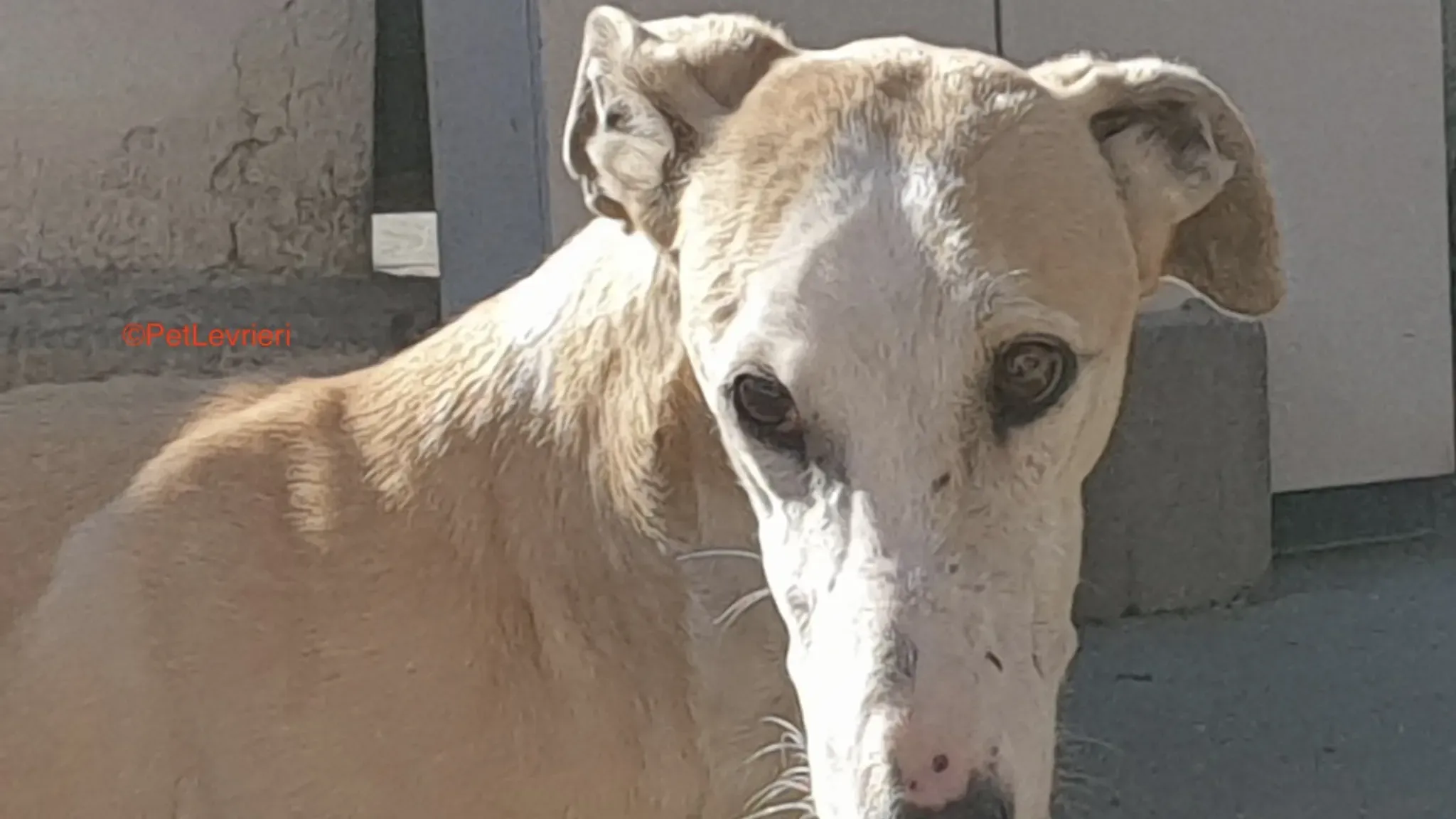 Fandi adozione levrieri galgo 1 2