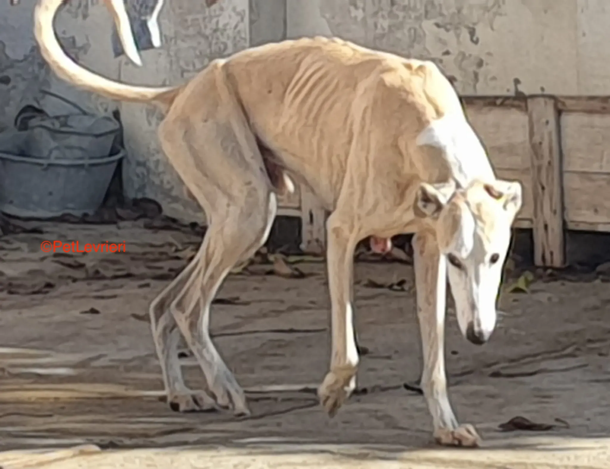 Fandi adozione levrieri galgo 2