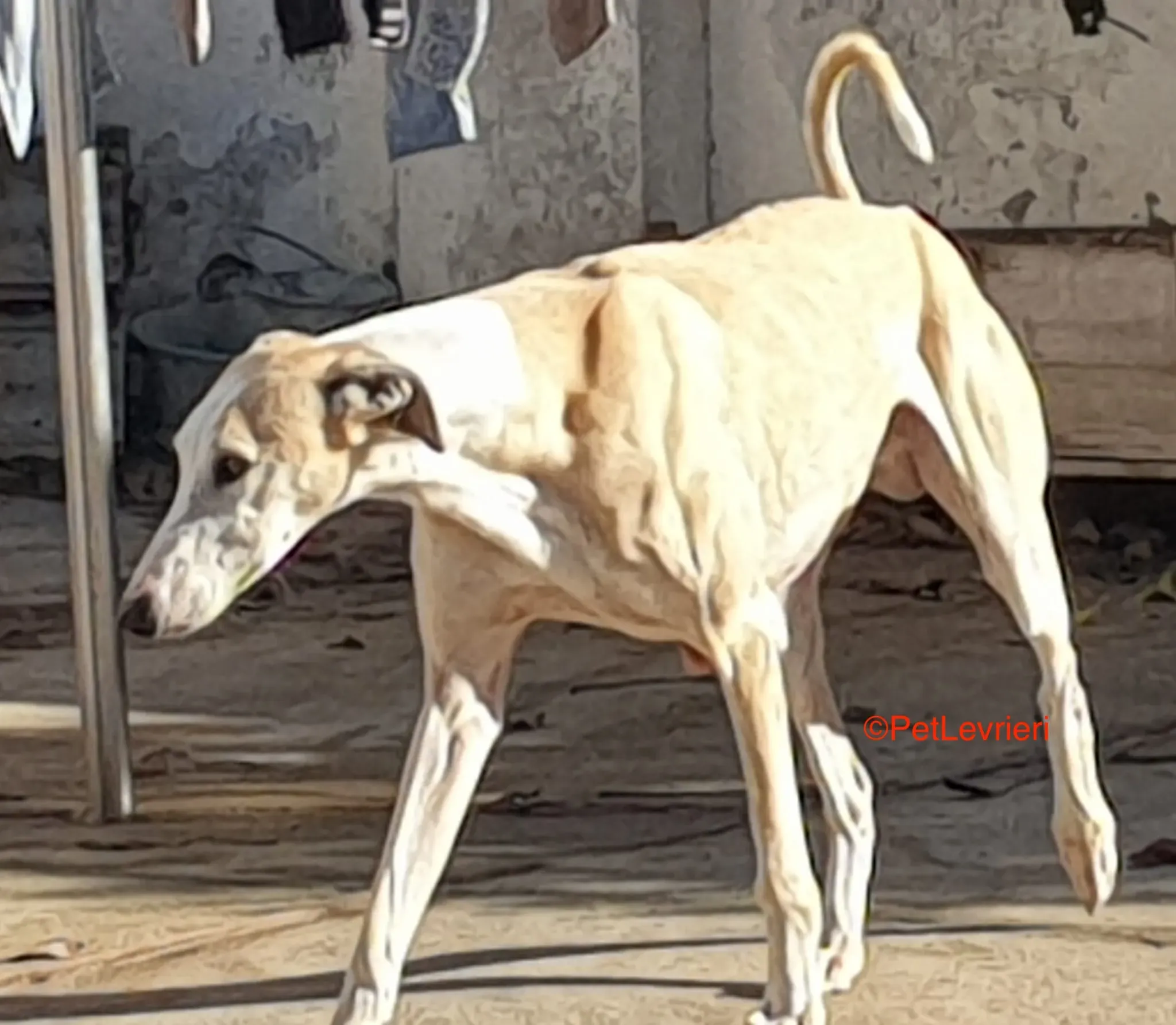 Fandi adozione levrieri galgo 3