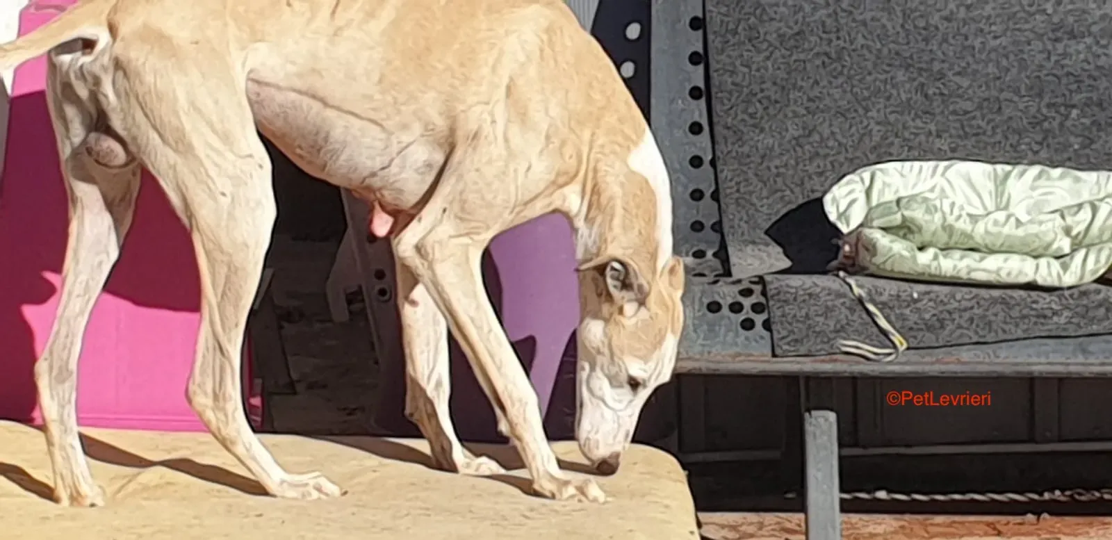 Fandi adozione levrieri galgo 4