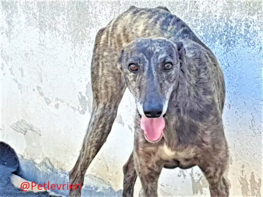 Fanta adozione levrieri galgo 01