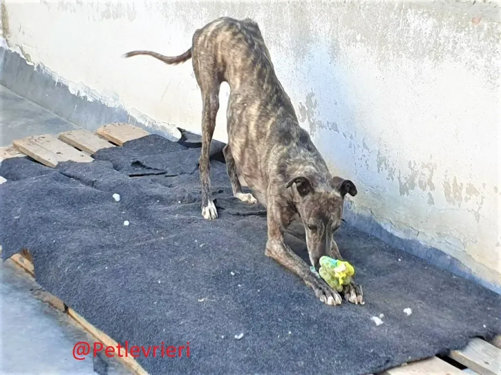 Fanta adozione levrieri galgo 02
