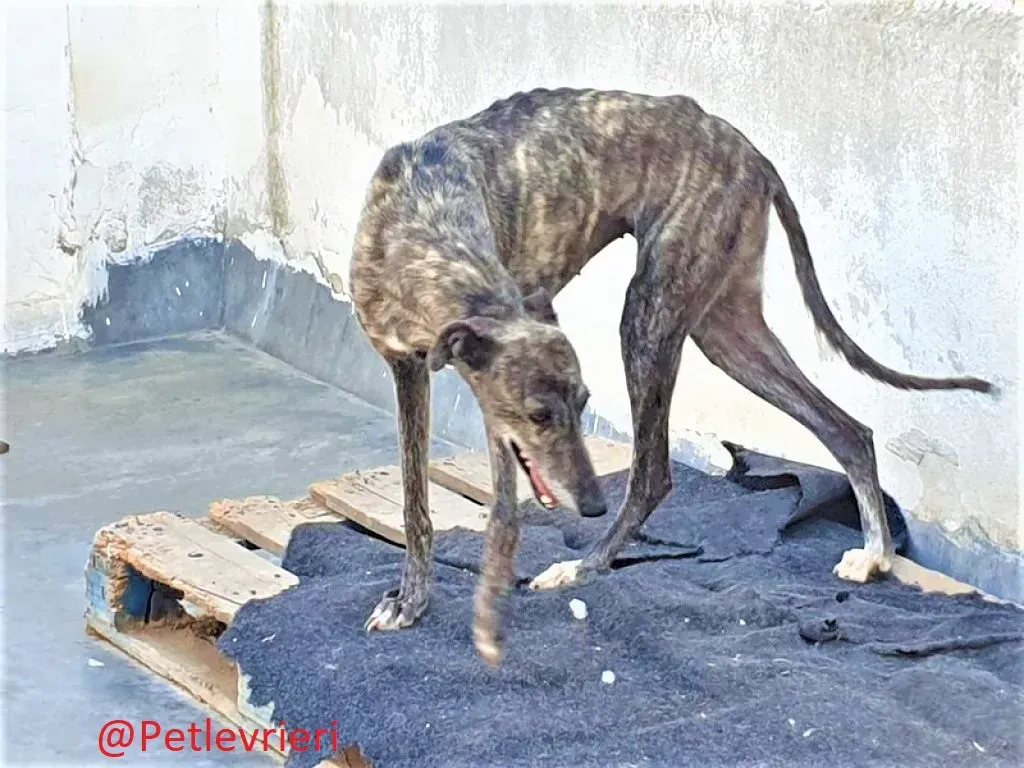 Fanta adozione levrieri galgo 03