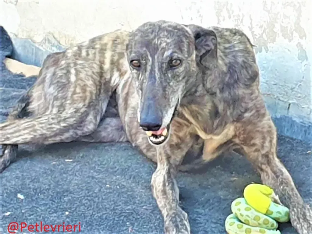 Fanta adozione levrieri galgo 04