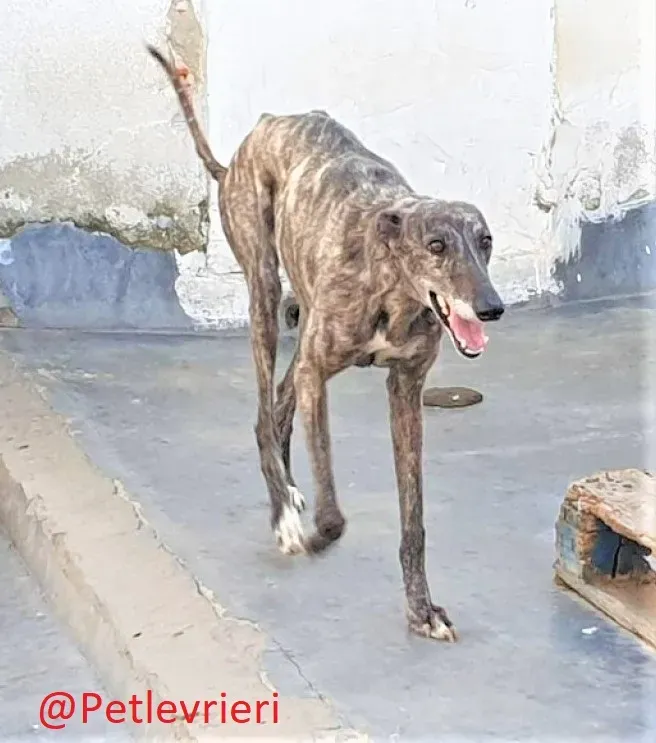 Fanta adozione levrieri galgo 05