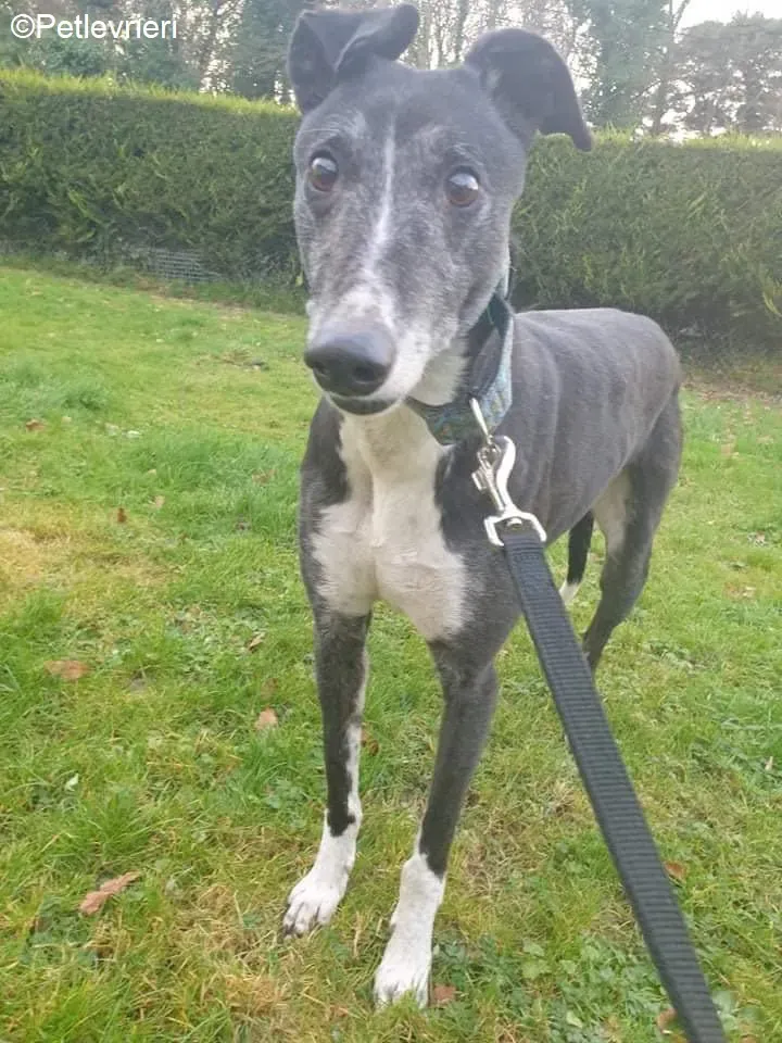 Fantasy adozione levrieri greyhound 1