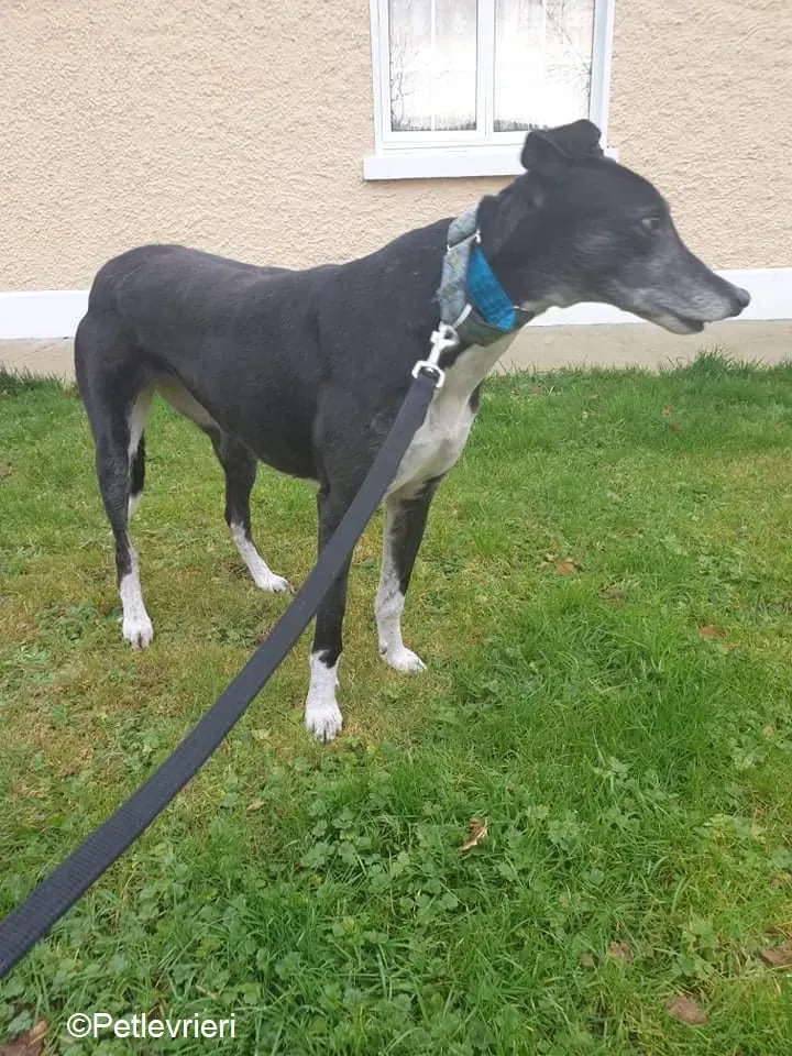 Fantasy adozione levrieri greyhound 2