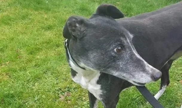 Fantasy adozione levrieri greyhound 3 e1610817647157