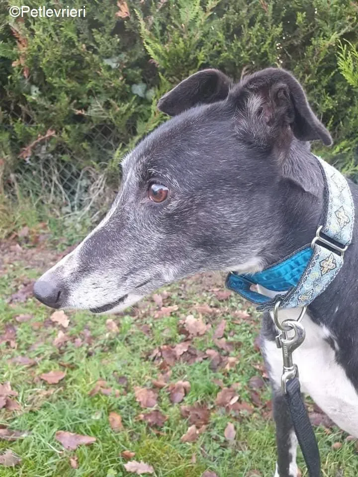 Fantasy adozione levrieri greyhound 4