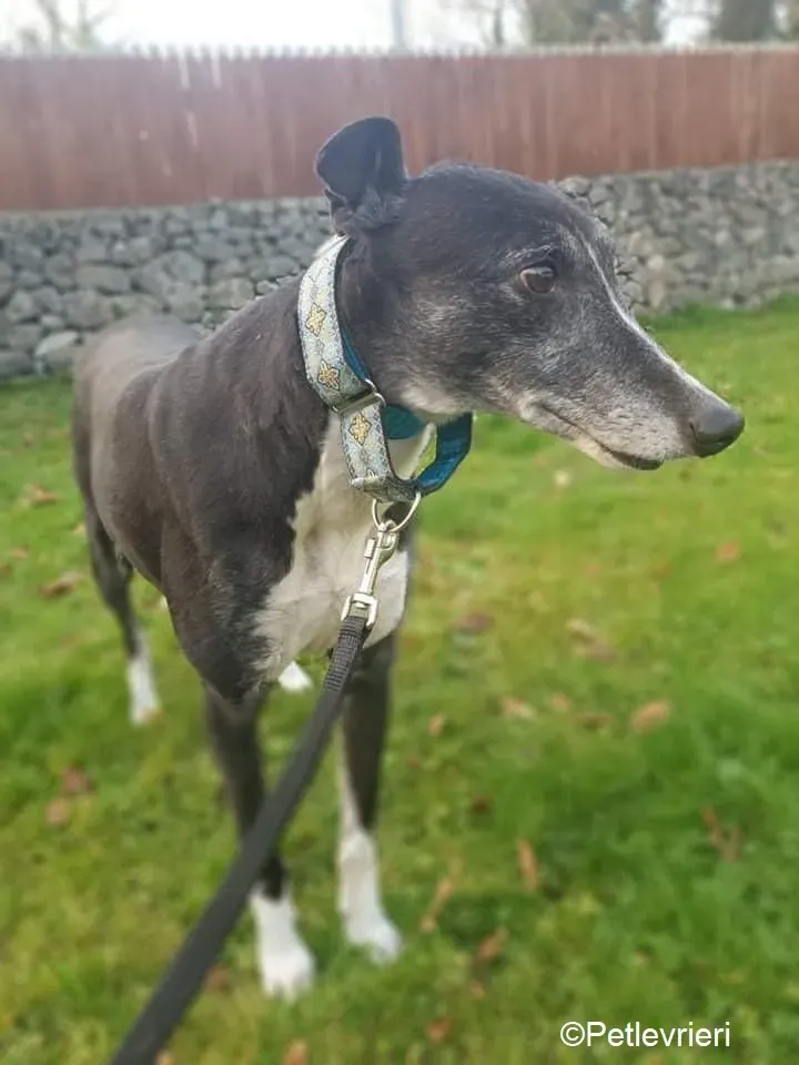 Fantasy adozione levrieri greyhound 5