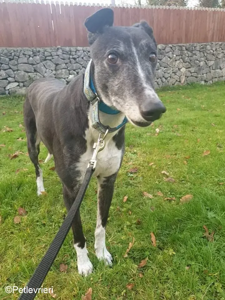 Fantasy adozione levrieri greyhound 6