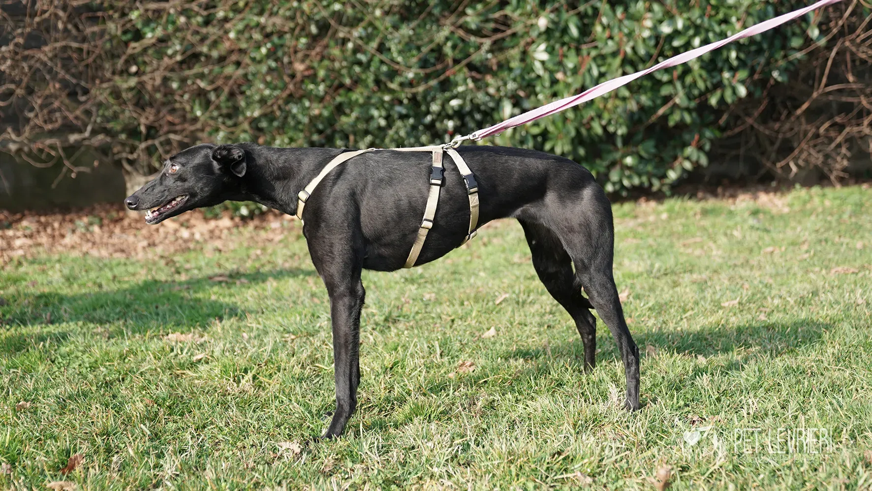 Fany greyhound nera femmina arrivo 17febbraio 24 104