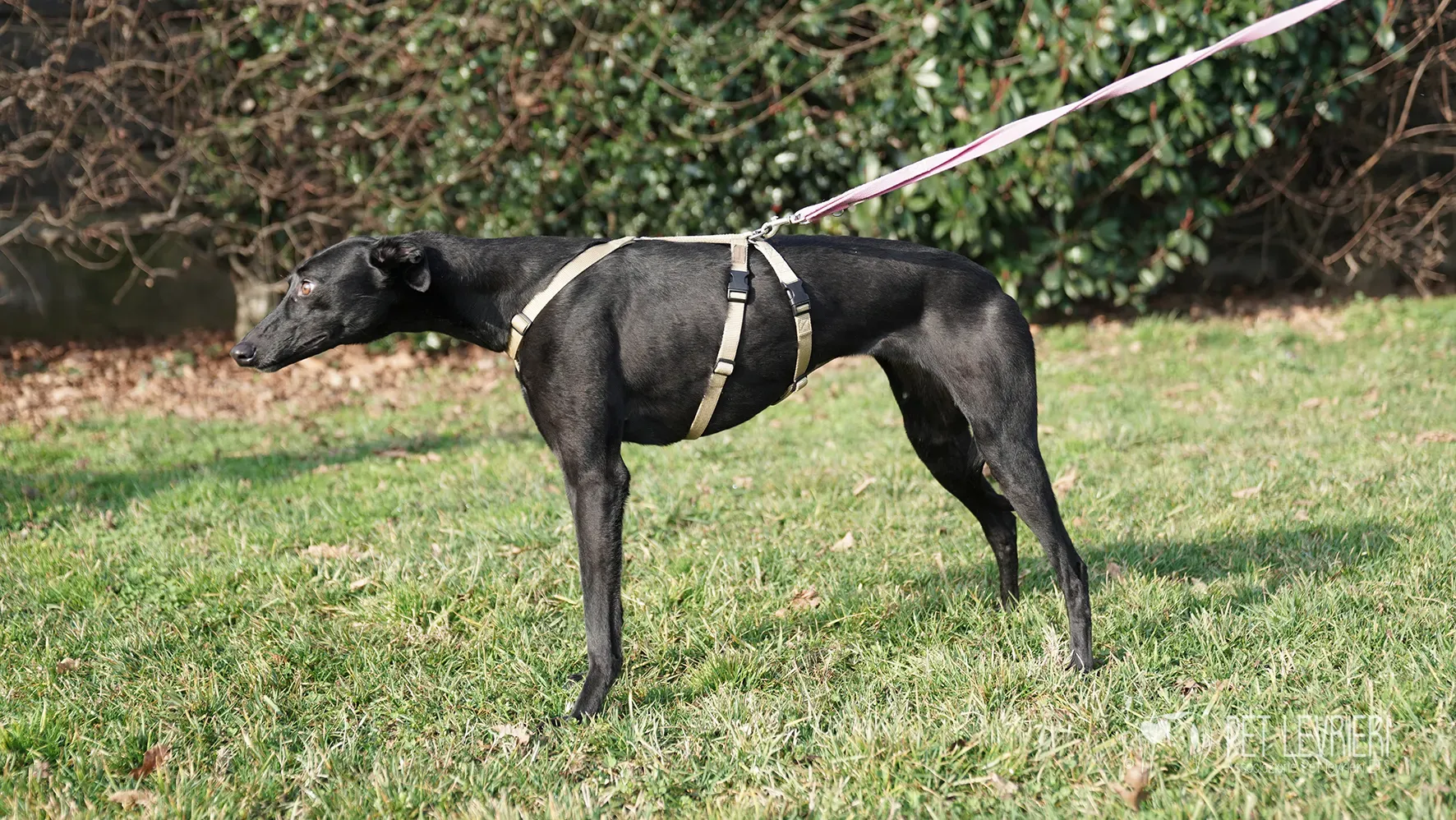 Fany greyhound nera femmina arrivo 17febbraio 24 105