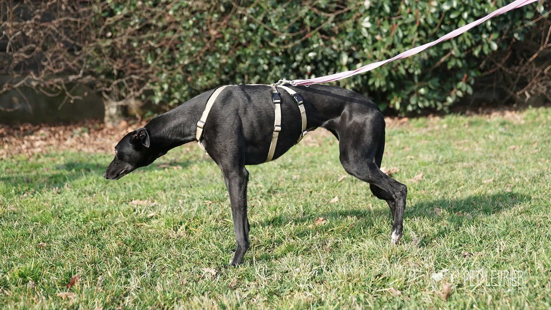 Fany greyhound nera femmina arrivo 17febbraio 24 106