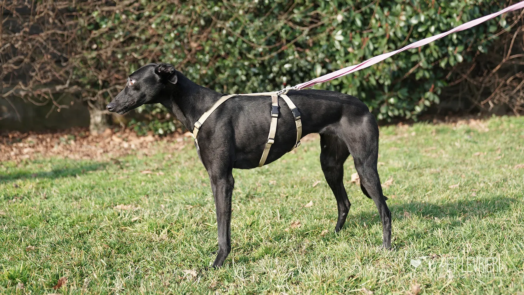 Fany greyhound nera femmina arrivo 17febbraio 24 107