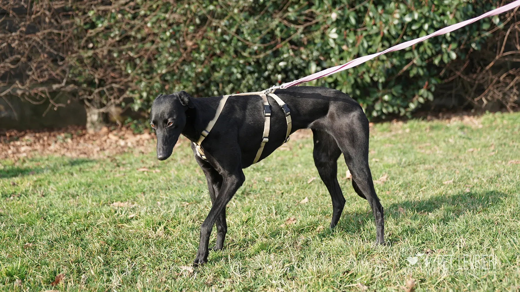 Fany greyhound nera femmina arrivo 17febbraio 24 108