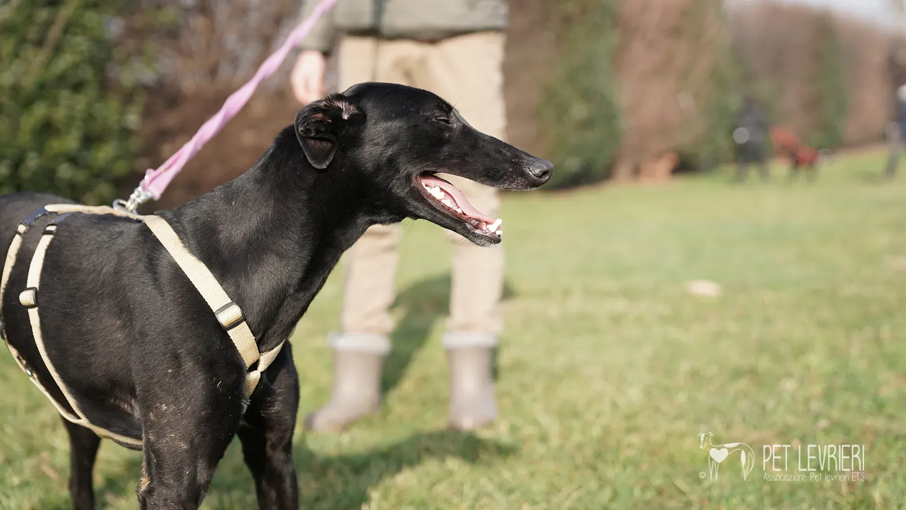 Fany greyhound nera femmina arrivo 17febbraio 24 109