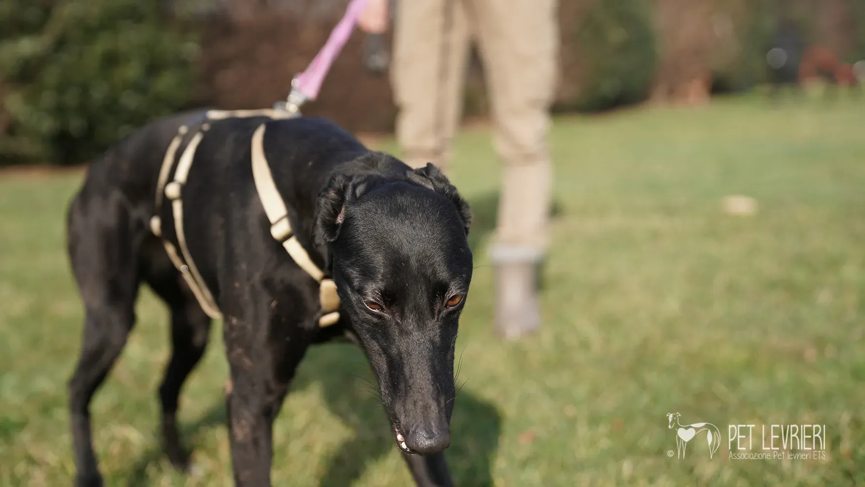 Fany greyhound nera femmina arrivo 17febbraio 24 110