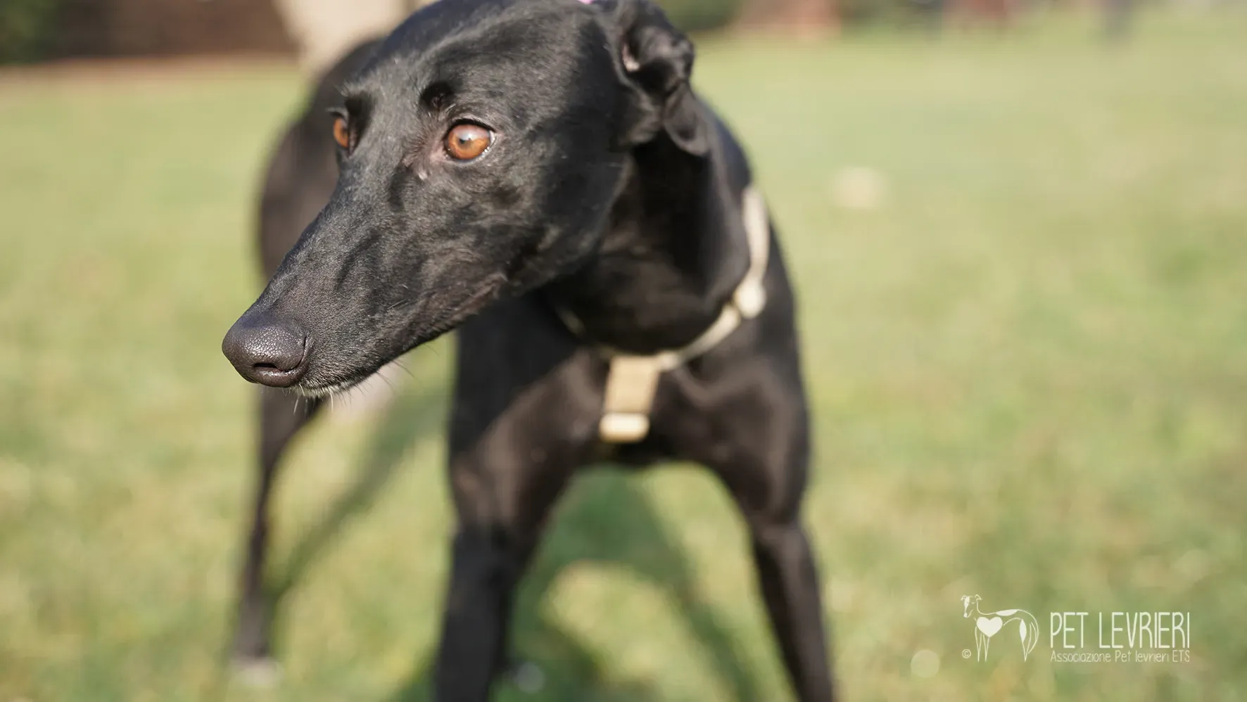 Fany greyhound nera femmina arrivo 17febbraio 24 111