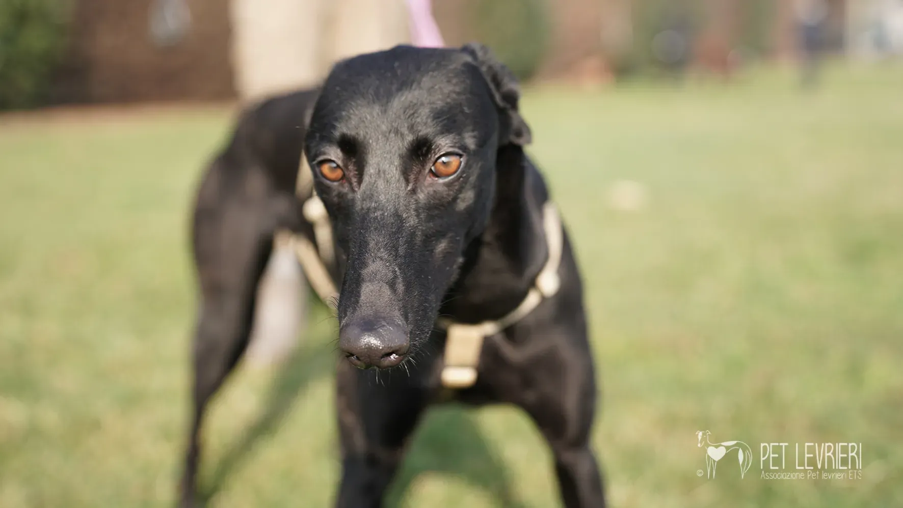 Fany greyhound nera femmina arrivo 17febbraio 24 112
