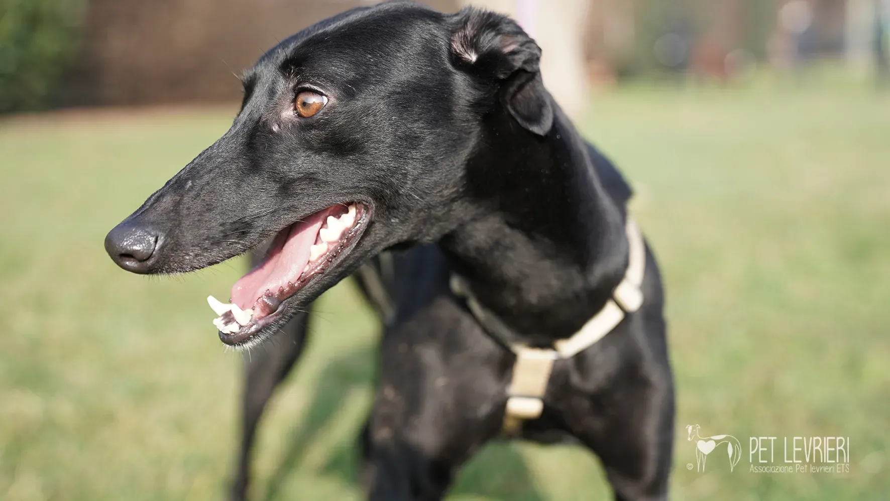 Fany greyhound nera femmina arrivo 17febbraio 24 113