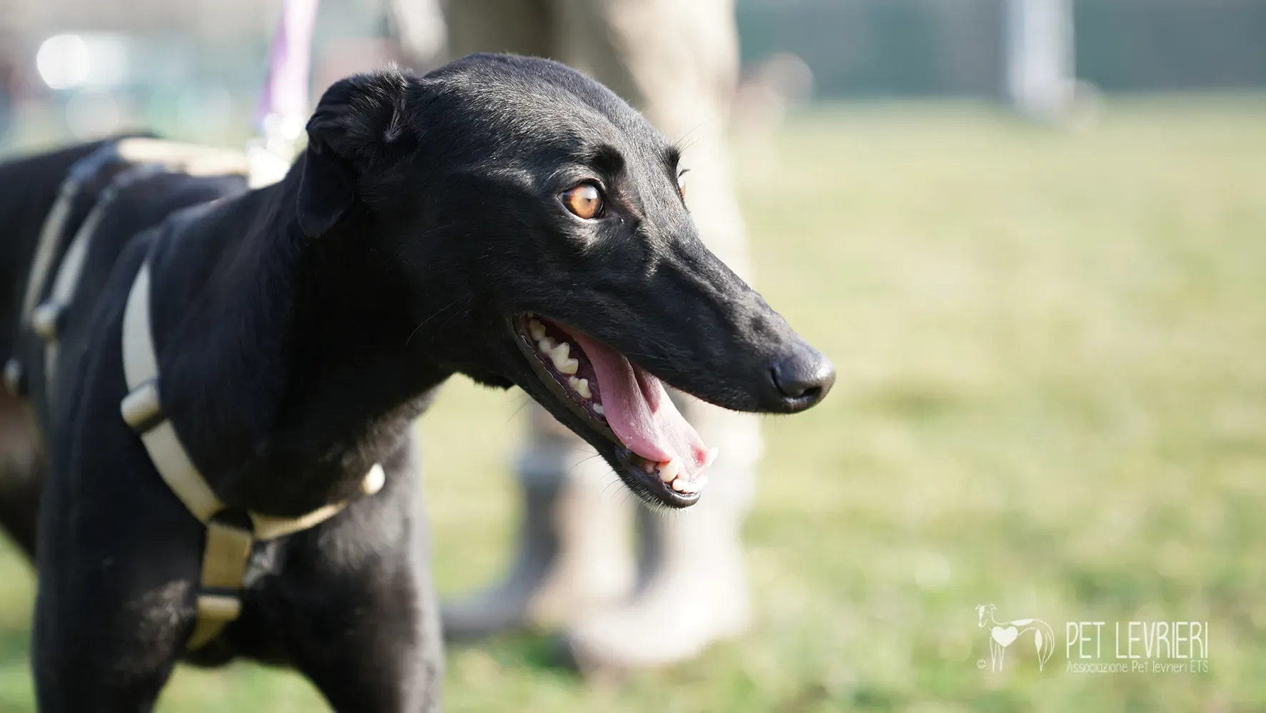 Fany greyhound nera femmina arrivo 17febbraio 24 114