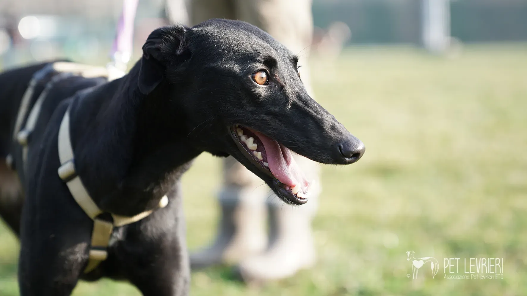 Fany greyhound nera femmina arrivo 17febbraio 24 115