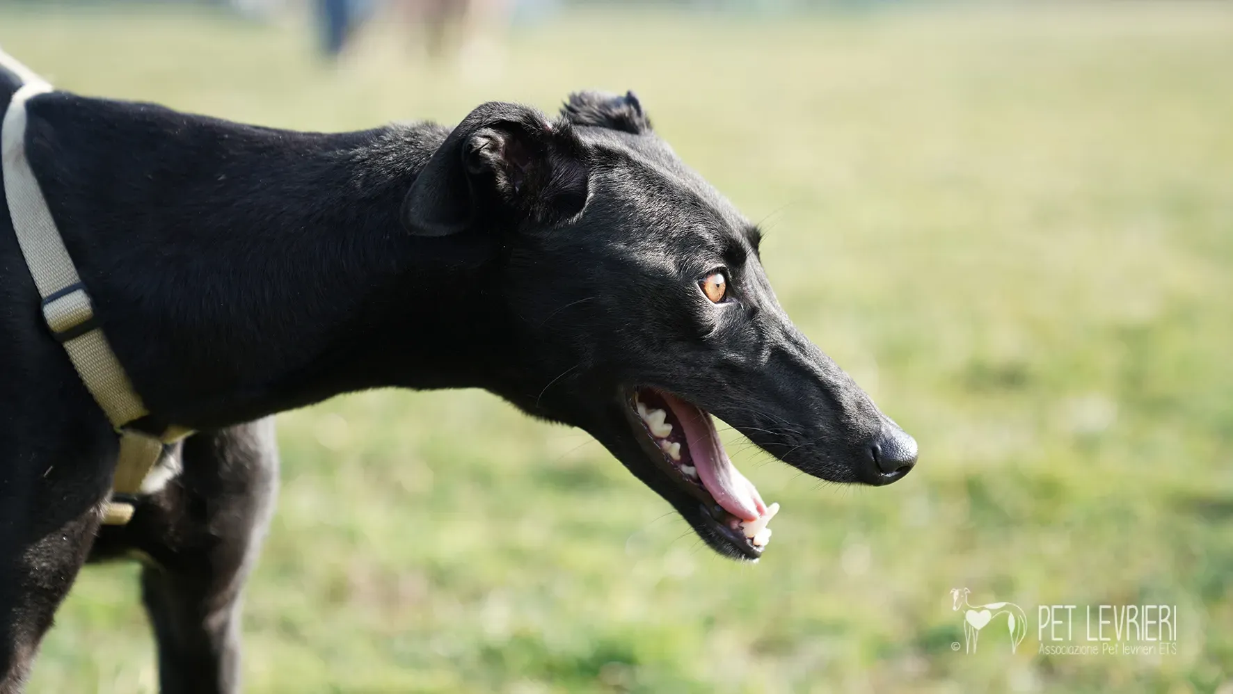 Fany greyhound nera femmina arrivo 17febbraio 24 116