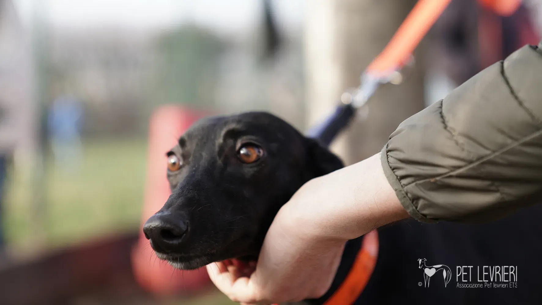 Fany greyhound nera femmina arrivo 17febbraio 24 79
